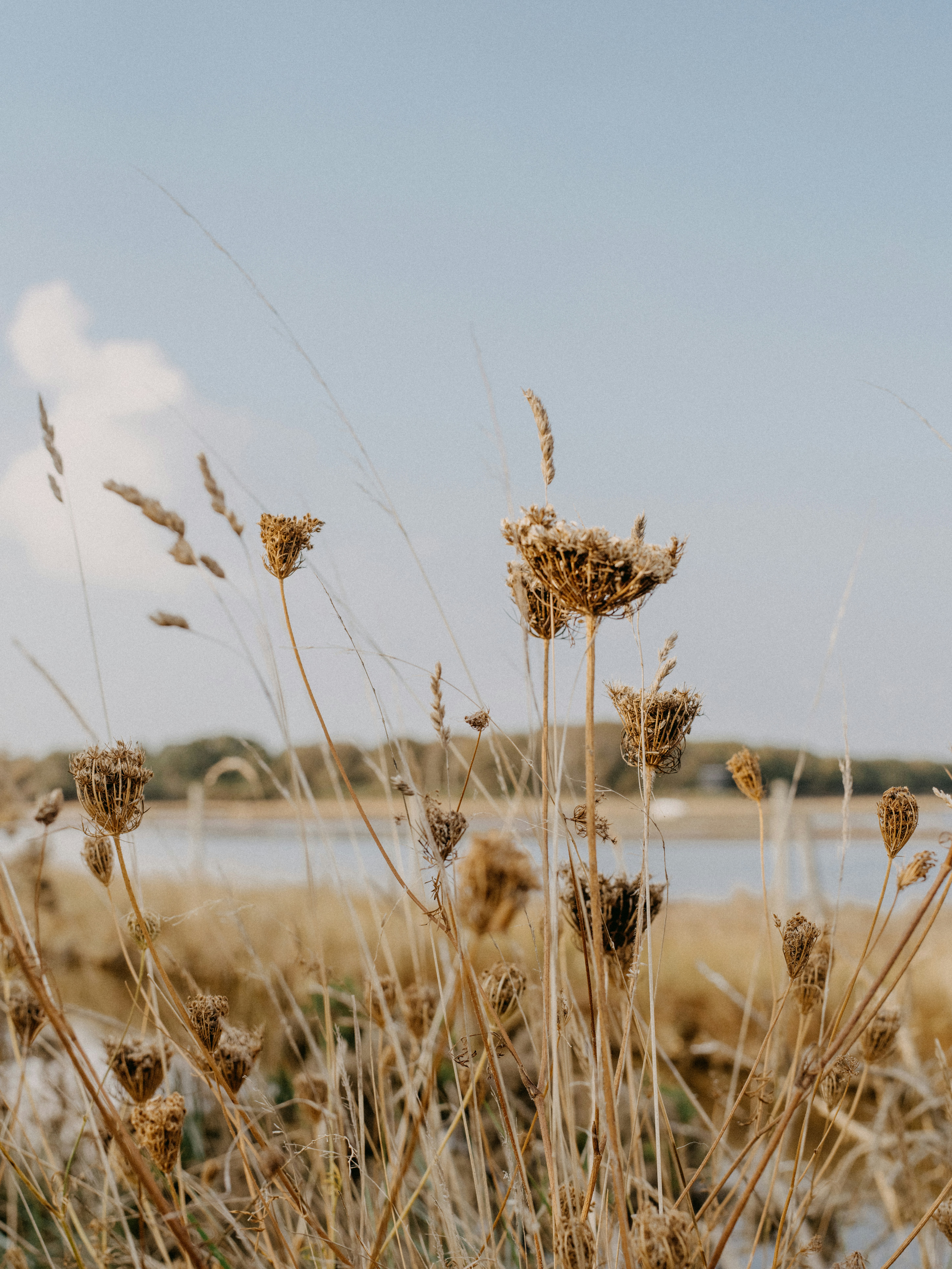 Dried wildflowers and tall grass against a pale sky