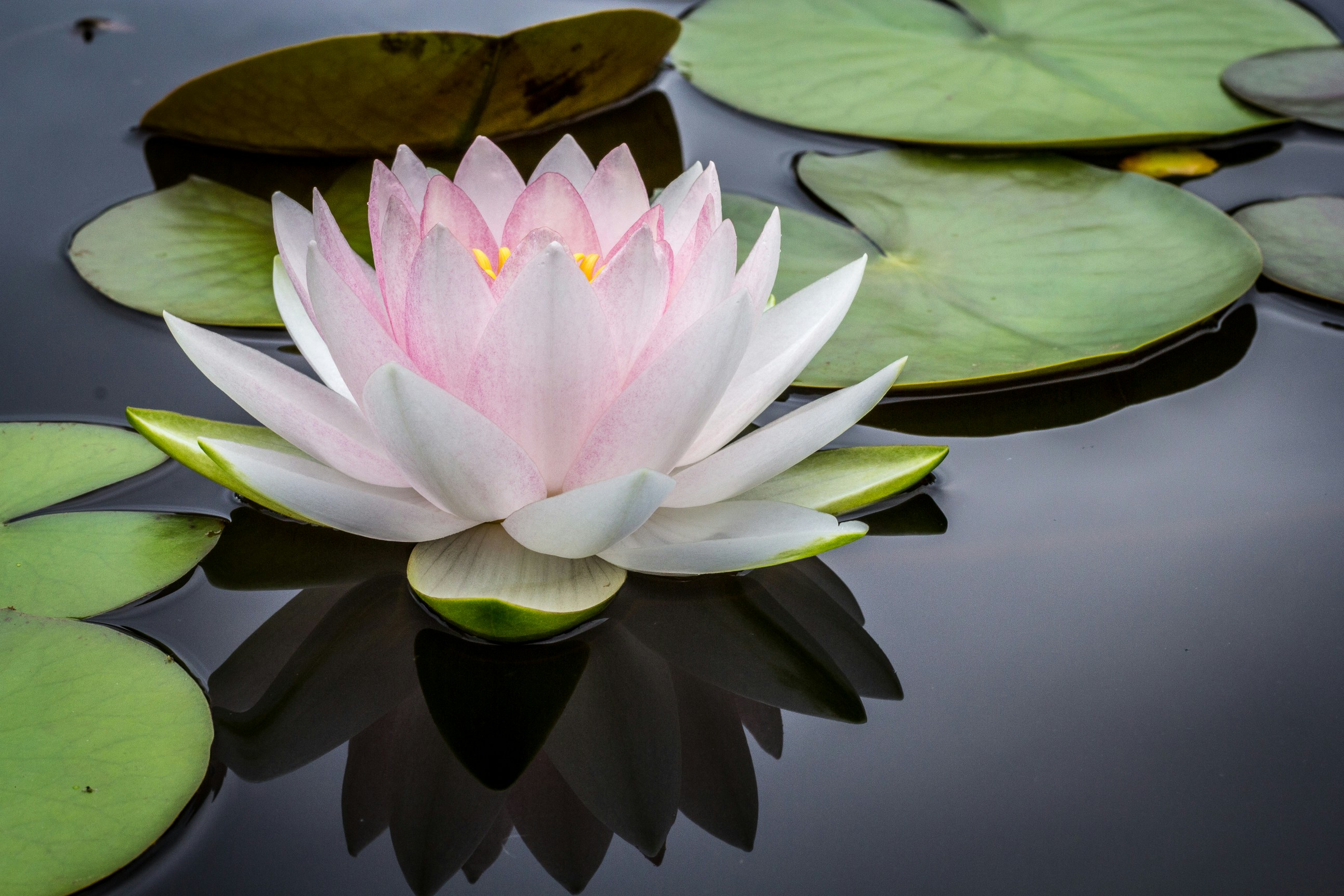 A pink water lily in bloom floating on dark still water