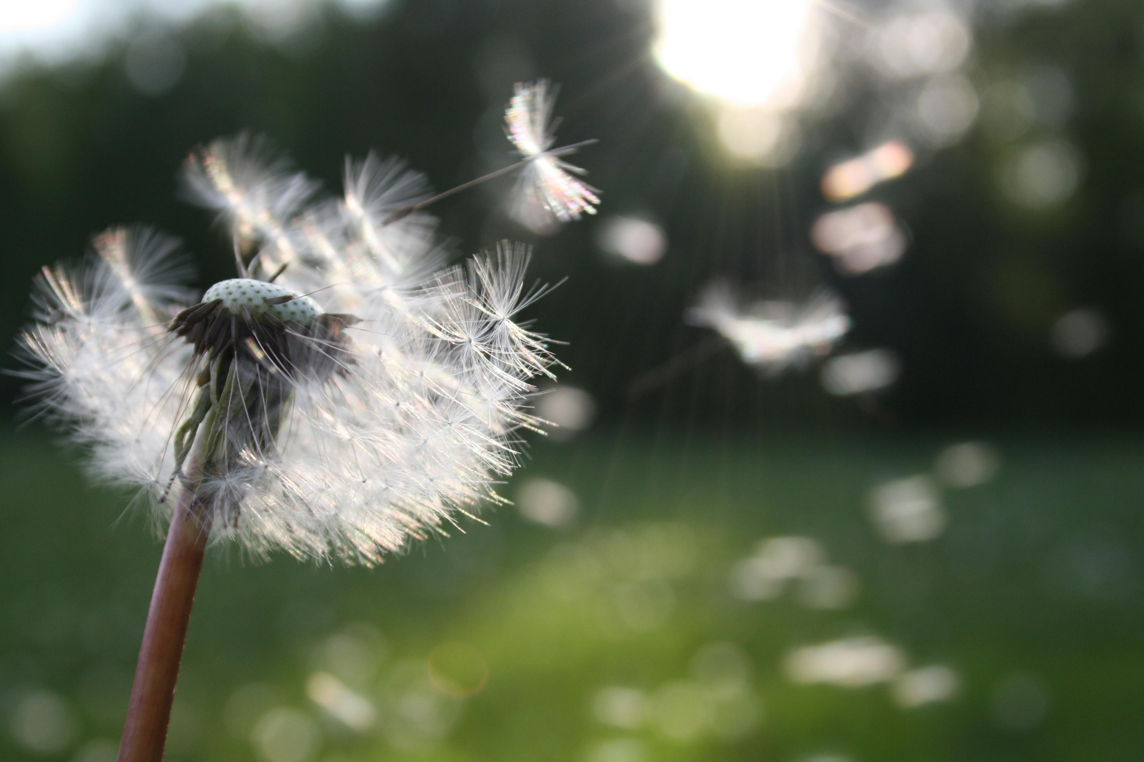 White dandelion in shallow focus against a soft background